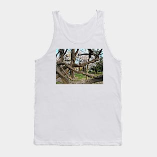 Bucharest Park Capture - Cismigiu Gardens Old Twisted Tree Tank Top